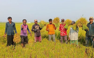 সুনামগঞ্জের হাওড়ে চলছে বোরো ধান কাটার উৎসব