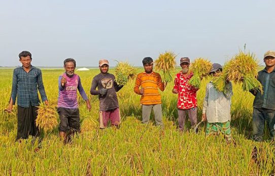 সুনামগঞ্জের হাওড়ে চলছে বোরো ধান কাটার উৎসব