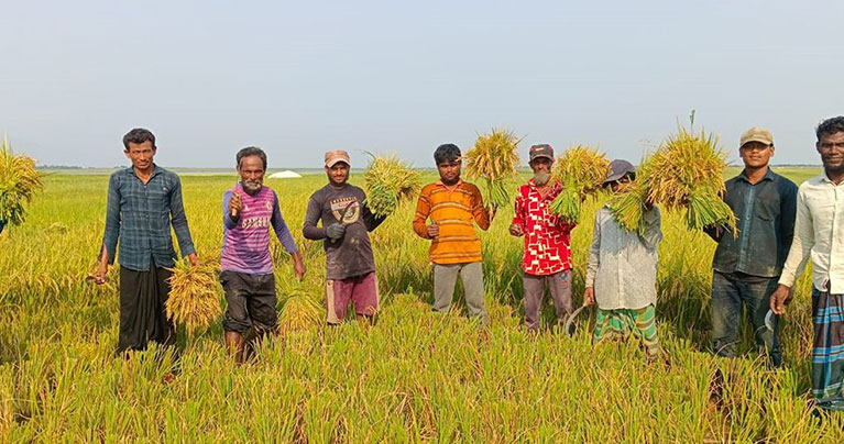 সুনামগঞ্জের হাওড়ে চলছে বোরো ধান কাটার উৎসব