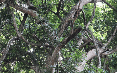 লতার মতো জড়িয়ে থাকা শত বছরের পুরোনো গাছ