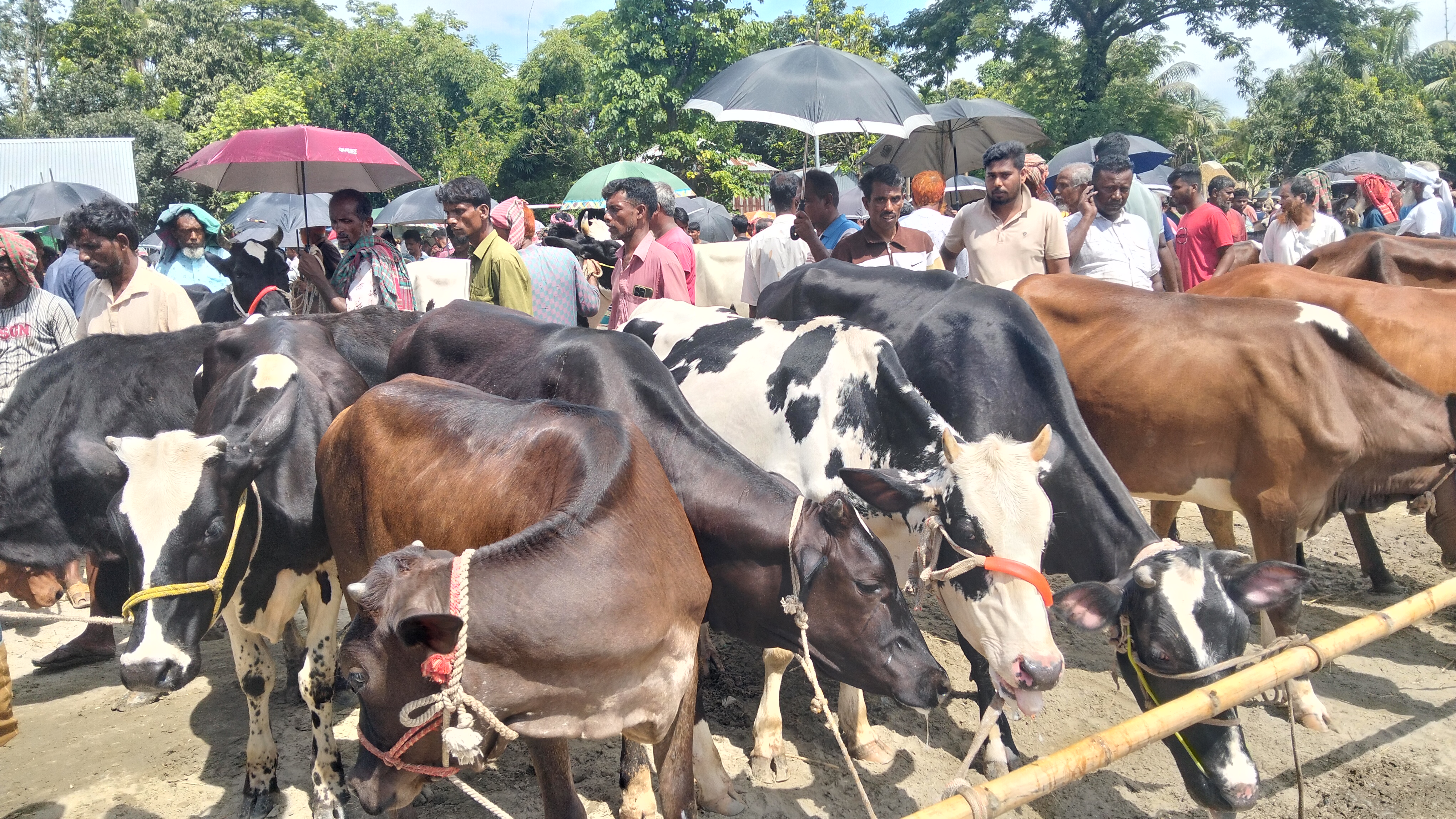 সরকারি নির্দেশ অমান্য করে স্কুল মাঠে গরুর হাট
